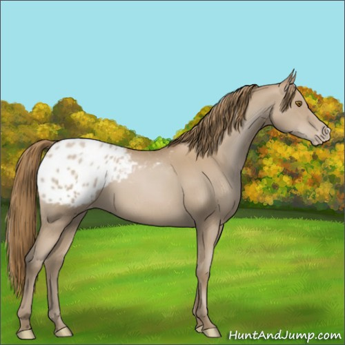 Horse Color:Black Pearl Appaloosa