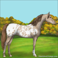 Horse Color:Grullo Pearl Appaloosa 