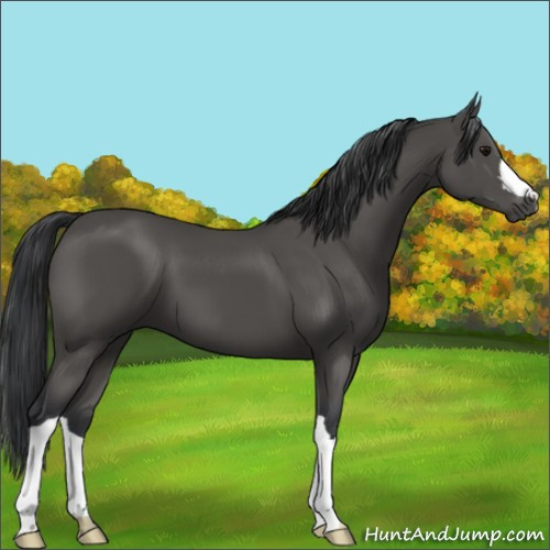 Horse Color:Black 