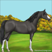 Horse Color:Black 