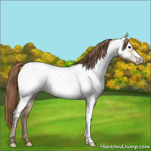 Horse Color:Grullo Pearl Appaloosa 