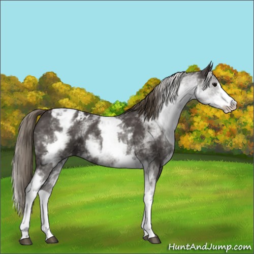 Horse Color:White Spotted Smoky Black Sabino Varnish 