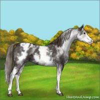 Horse Color:White Spotted Smoky Black Sabino Varnish 