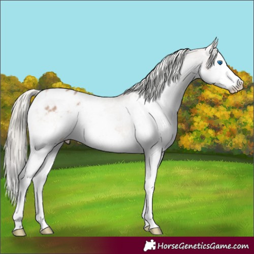Horse Color:White Spotted Chestnut Mushroom Splash Appaloosa 