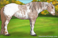 Horse Color:White Spotted Chestnut Frame Snowcap Rabicano