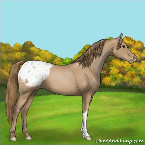 Horse Color:Black Pearl Appaloosa 