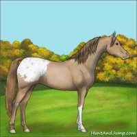 Horse Color:Black Pearl Appaloosa 