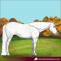 Horse Color:Cremello Appaloosa 
