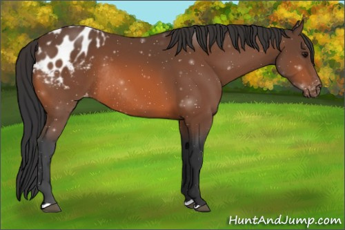 Horse Color:Bay Appaloosa Rabicano 