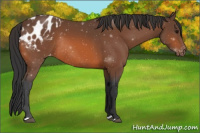 Horse Color:Bay Appaloosa Rabicano 