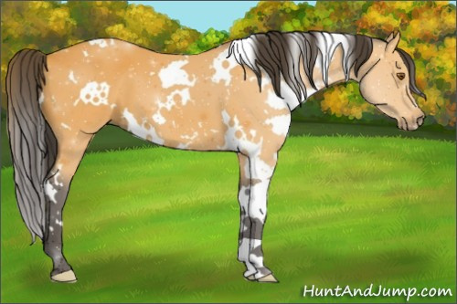 Horse Color:White Spotted Buckskin 
