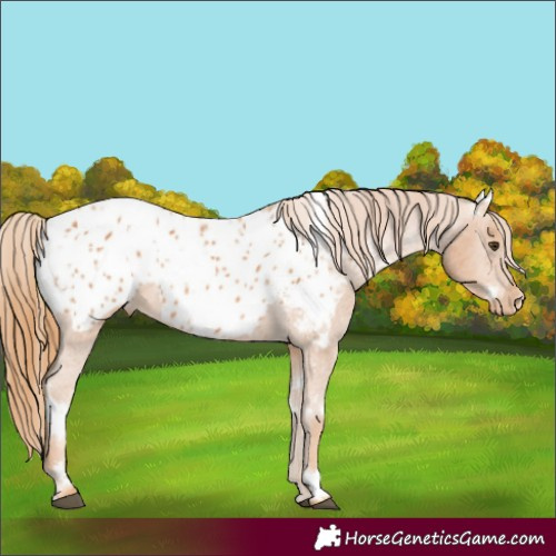 Horse Color:White Spotted Chestnut Blanket 