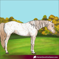 Horse Color:White Spotted Chestnut Appaloosa