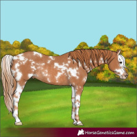 Horse Color:White Spotted Chestnut Splash Rabicano 