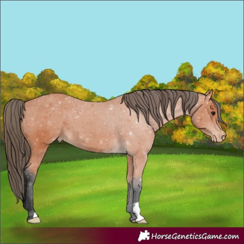 Horse Color:Bay Appaloosa 