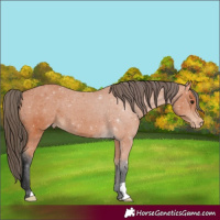 Horse Color:Bay Appaloosa