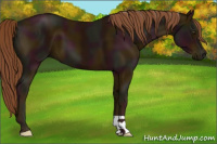 Horse Color:Midnight Chestnut 