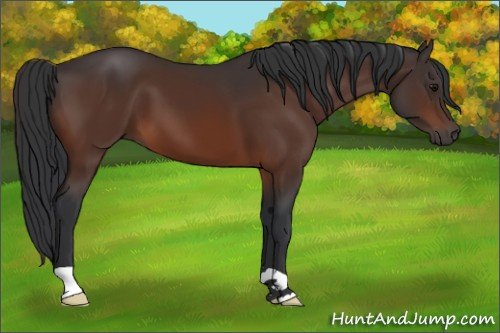 Horse Color:Bay 