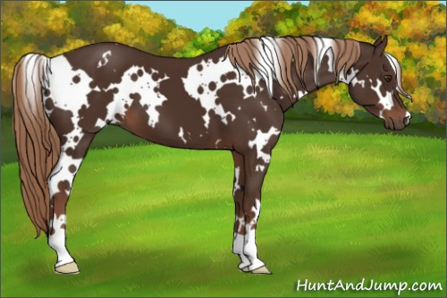 Horse Color:White Spotted Liver Chestnut 