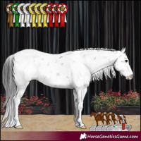 Horse Color:Black Sabino 