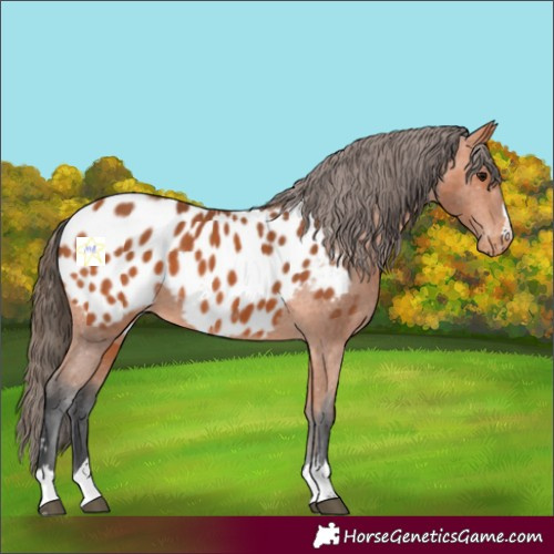 Horse Color:Bay Appaloosa 