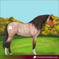 Horse Color:Bay Roan 