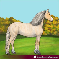 Horse Color:Palomino Roan 