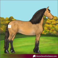 Horse Color:Buckskin 