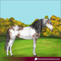 Horse Color:White Spotted Bay Ice Frame 