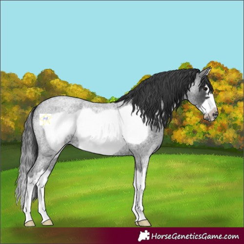 Horse Color:Blue Roan Splash Frame 