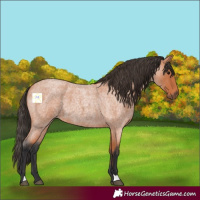 Horse Color:Bay Roan 