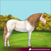 Horse Color:Red Dun Roan Tobiano Frame 