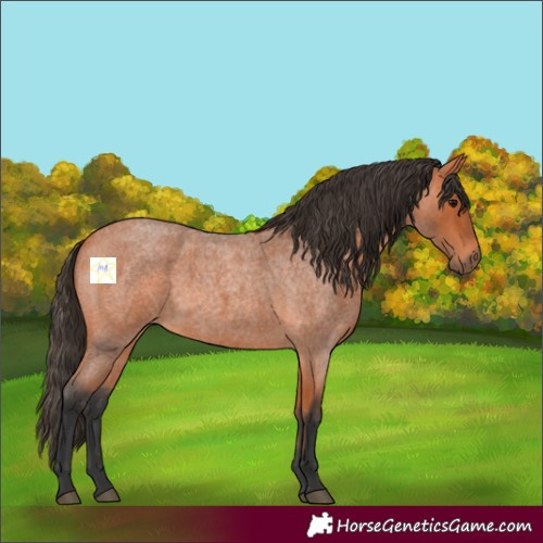 Horse Color:Bay Roan 