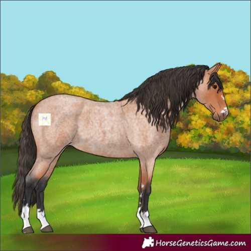 Horse Color:Bay Roan 
