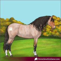 Horse Color:Bay Roan 