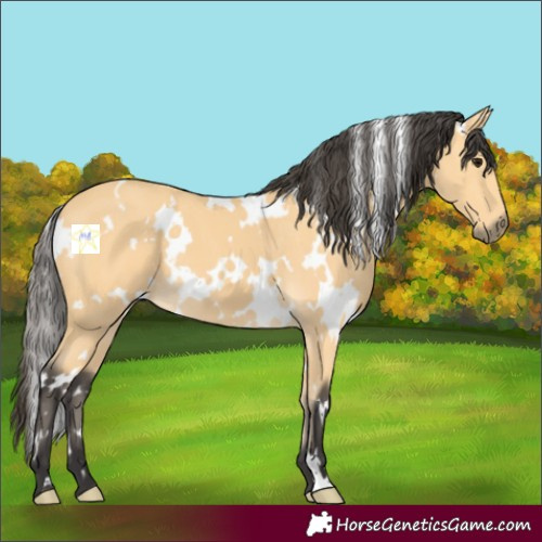 Horse Color:White Spotted Buckskin 