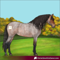 Horse Color:Bay Roan 