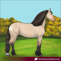 Horse Color:Bay Dun 