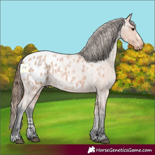 Horse Color:Bay Roan Appaloosa 