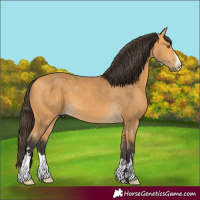 Horse Color:Buckskin 