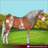 Horse Color:White Spotted Silver Bay 