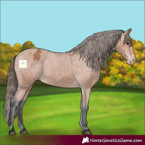 Horse Color:Bay Appaloosa 