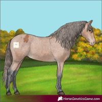 Horse Color:Bay Appaloosa 