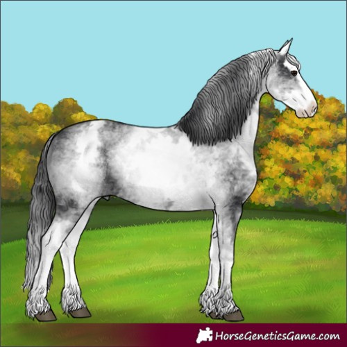 Horse Color:White Spotted Black Splash