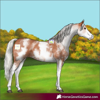 Horse Color:White Spotted Silver Bay Sabino 
