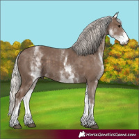 Horse Color:White Spotted Silver Black