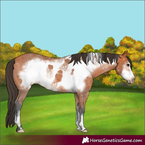 Horse Color:Bay Frame 