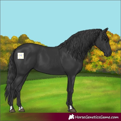 Horse Color:Black 