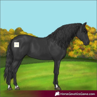 Horse Color:Black 