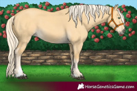 Horse Color:Palomino Dun 